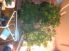 IMG00465-20120319-1804.jpg