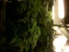 IMG00467-20120319-1842.jpg