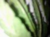 IMG106.jpg
