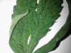 IMG112.jpg