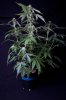 cannabis-jillybean4-1876.jpg