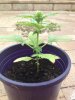 big plant 3.jpg big plant 3.jpg