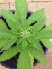 big plant1.jpg big plant1.jpg