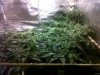 grow 018.jpg grow 018.jpg