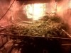 grow 021.jpg grow 021.jpg