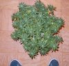 week3 purple kusha.jpg