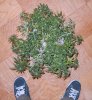 week3 purple kushb.jpg