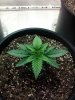 IMG_20120306_085859.jpg