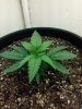 IMG_20120306_085941.jpg