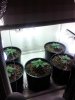 IMG_20120306_085931.jpg
