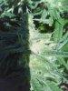 IMG_20120302_102413.jpg