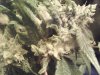 IMG_20120307_131607.jpg
