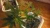 IMAG0165.jpg