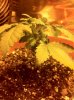 blue widow.jpg