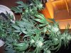 cfl stealth dresser grow 007.jpg