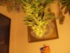 cfl stealth dresser grow 021.jpg cfl stealth dresser grow 021.jpg