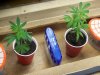 cfl stealth dresser grow 023.jpg cfl stealth dresser grow 023.jpg