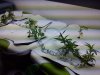 IMG_20120229_135351.jpg