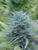 white_rino_weed.jpg