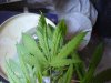 DSC00025.jpg