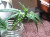 100_1596.jpg