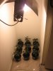 IMG_7310.jpg