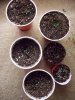 seedlings 011.jpg