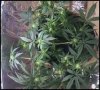 weed1.jpeg