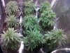 update before flower.jpg