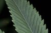 Qush #5-3.jpg Qush #5-3.jpg