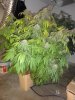 DSC00766.jpg