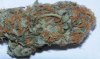 GrowOne-7 HarvestBlueDreamSample.jpg GrowOne-7 HarvestBlueDreamSample.jpg