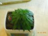 DSCN5447.jpg