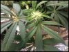 weed.jpeg