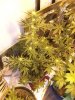 100_3595.JPG 100_3595.JPG