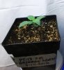 pt13-fm-veg10.jpg