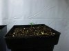 bc-veg05.jpg