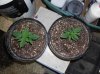 e13ab-veg17.jpg e13ab-veg17.jpg