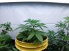 e13b-veg30.jpg e13b-veg30.jpg