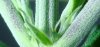 plant1.jpg