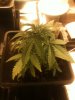 Super Skunk.jpg