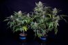 cannabis-jillybean34-d48-2446.jpg