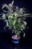cannabis-gqxjtr1-d48-2452.jpg