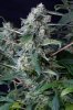 cannabis-gqxjtr1-d48-2454.jpg