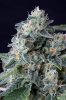 cannabis-gqxjtr1-d48-2455.jpg
