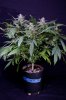 cannabis-gqxjtr2-d48-2456.jpg