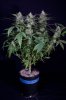cannabis-gqxjtr4-d48-2461.jpg