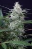 cannabis-gqxjtr4-d48-2463.jpg