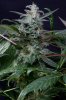 cannabis-gqxjtr2-d48-2458.jpg