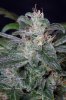 cannabis-gqxjtr2-d48-2459.jpg
